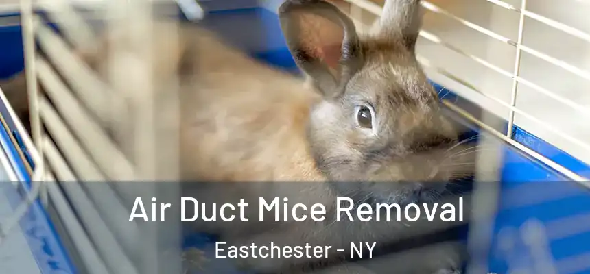 Air Duct Mice Removal Eastchester - NY